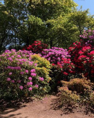 Bahar bahçesinde pembe ve kırmızı çiçekli güzel tarçınlı açelya çalıları. Yoğun çiçekli çalılar ve yeşil yapraklar barışçıl bir botanik arka plan oluşturuyor..