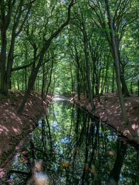 Durgun sularda ağaçların yansıması olan sessiz bir orman kanalı. Bereketli yeşil orman ve yumuşak ışık rüya gibi doğal bir manzara yaratır. Sakinlik, ahenk, rahatlama ve dokunulmamış doğayla bağlantının sembolü..
