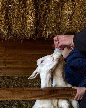 Zoeterwoude, Hollanda: Bir ziyaretçi Boerderij t Geertje çiftliğinde genç bir keçiyi bir şişeyle besliyor. Çocuklar ve aileler bu popüler çiftlik hayvanlarıyla etkileşime geçebilirler..