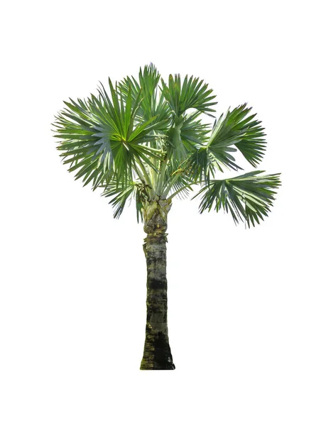Palmiye Ağaçları Beyaz Arka Planda Izole Edilir Kırpma Yolu Ile - Stok İmaj
