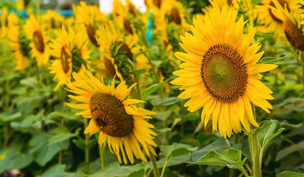 Bunga Matahari Mekar Taman Latar Belakang Stok Foto Bebas Royalti