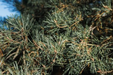 Çam ağacı dalları, güneşli bir günde ormanı veya park yerini koyu yeşil iğne benzeri yapraklar ve küçük tomurcuklarla doldurur..
