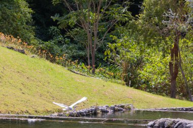 Panama, doğada nehrin üzerinde uçan büyük balıkçıl.