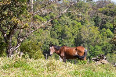 Panama Volkanı, tropik ormandaki at kameraya bakar.