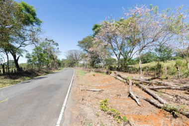 Panama Las Lajas, mavi gökyüzü ile sahile giden ağaç sıralı yol.