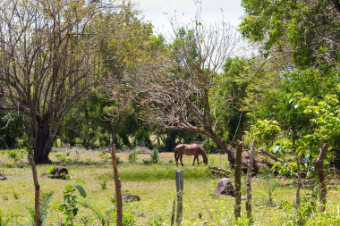 Panama Santa Rosa Chiriqui vilayeti, tropikal ağaçların arasında at otlaması