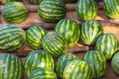 Panama David, karpuz gösterisi. Yaklaş.