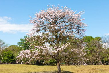 Panama Las Lomas, guayacan tree with pink flower with blue sky clipart