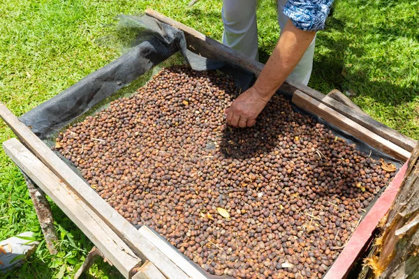 Costa Rica, hands mixing coffee beans in a drying tank