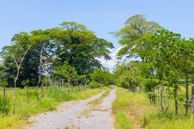 Kosta Rika, ormanın düz yolu güneşli bir günde
