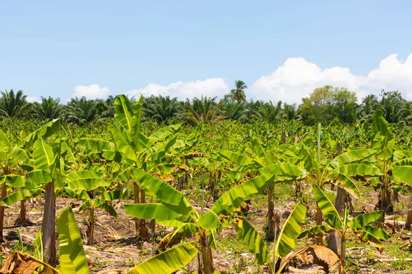 Kostarika Banán Kokosové Plantáže Panoramatický Pohled — Stock fotografie