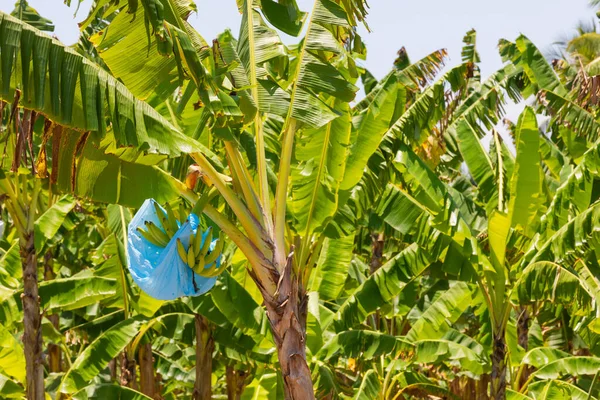 Kostarika Limonádový Přístav Banány Chráněné Plastovým Sáčkem Plantáži — Stock fotografie