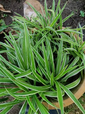 Carex siderosticta, Doğu Asya 'da yaşayan bir sedge türüdür. Carex cinsi, 