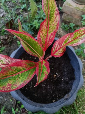 Tencerede Aglonema kırmızı süs bitkisi. Güzel dokuları olan renkli tropikal bitkiler. Bu tür fildişi genellikle dış görünüş ya da çiçek bahçeleri için kullanılır.