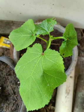 Genç bamya (Abelmoschus esculentus) bitkisi. Damarları belirgin olan büyük, yeşil, kalp şeklinde yapraklar bamyanın karakteristiğidir. Bu bitki Malezya 'da yaygın olarak yetiştirilir ve 