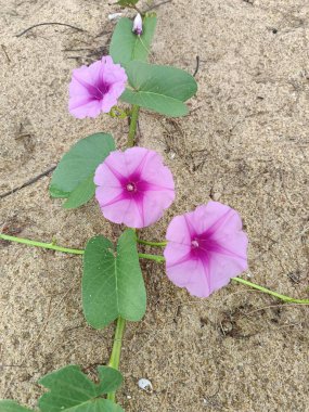 Yıldızlara benzeyen merkezlerin yapraklı bir sarmaşıkta açtığı canlı mor sabah zaferleri doğal bir ortamda kumlu toprağa karşı parlıyordu..