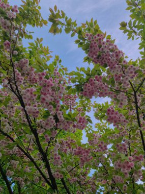 Bahar güneşinde çiçek açan pembe sakura ağacı dalları. Pembe sakura, açık gökyüzüne karşı bahar boyunca ağaç dallarında çiçek açar. Romantik çiçek arkaplanı