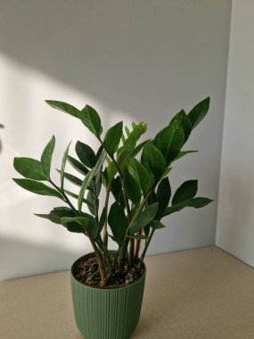 Minimalist ev içinde gün ışığında saksı yeşili bitkisi. Minimalist bir evin içine yerleştirilmiş yeşil saksı bitkisi, gün ışığıyla aydınlatılıyor. Temiz ve modern iç dekorasyon konsepti.