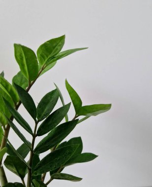 Tropikal bitkiler fotokopi alanı ile ayrılırlar. Tropikal bitkiler ışık arkaplanında fotokopi alanı ile ayrılırlar. Doğal tasarım ögesi.