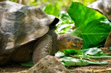 Taze yeşil yapraklar yerken dili dışarı çıkmış bir Galapagos dev kaplumbağasına yaklaş. Görüntü, buruşuk derisini, açık ağzını ve doğal davranışlarını ön plana çıkarıyor..