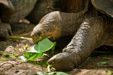 Yeşil yaprakları ısıran dev bir Galapagos kaplumbağasının yakın çekimi. Mermi kafasına ve boynuna odaklanır, sol bacağının bir kısmı odağını kaybeder ve ilginç, doğal bir anı yakalar..