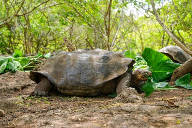 Yeşil yaprakları ısıran Galapagos dev kaplumbağası. Mermi kafasına ve boynuna odaklanır, sol bacağının bir kısmı odağını kaybeder ve ilginç, doğal bir anı yakalar..