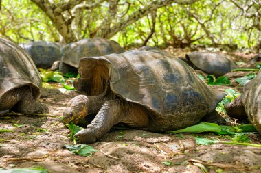 Yeşil yaprakları ısıran Galapagos dev kaplumbağası. Mermi kafasına ve boynuna odaklanır, sol bacağının bir kısmı odağını kaybeder ve ilginç, doğal bir anı yakalar..