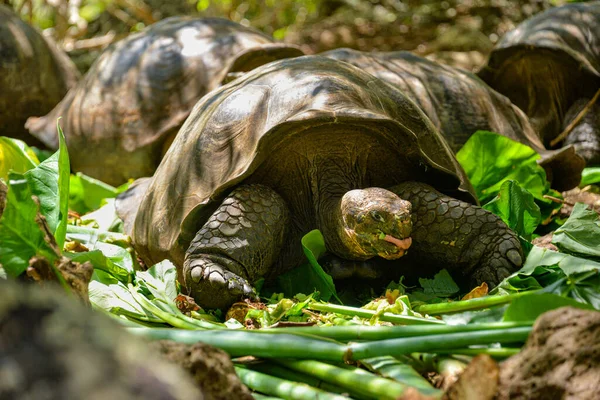 Bir Galapagos dev kaplumbağası bir yaprağı ısırmaya hazırlanırken dilini gösterirken detaylandırılmış. Fotoğraf, bu ikonik türün dokusunu, detaylarını ve benzersiz ifadesini yakalar..
