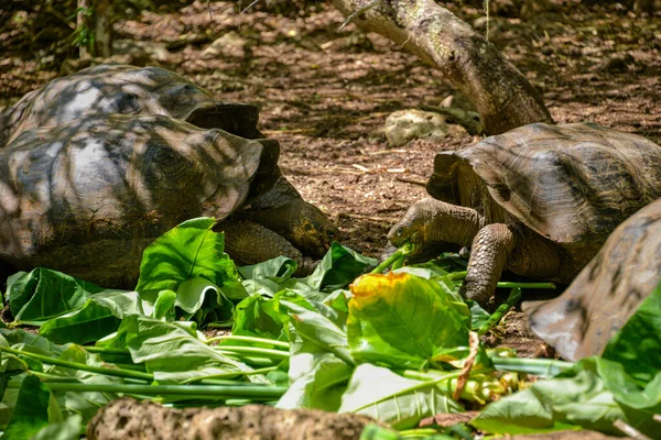 Yeşil yaprakları ısıran Galapagos dev kaplumbağası. Mermi kafasına ve boynuna odaklanır, sol bacağının bir kısmı odağını kaybeder ve ilginç, doğal bir anı yakalar..