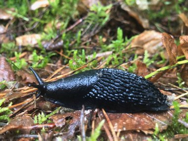 Doğadaki Siyah Sümüklüböcek