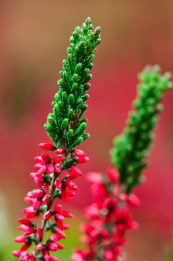 Aşağıdan çekilen yüksek tropikal bir ağaç desenli gövdesini, yemyeşil gölgesini sergiliyor..
