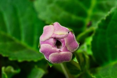 Yumuşak, mor bir çiçek tomurcuğunun yakın plan açılışı, yemyeşil yapraklar ve doğal dokularla çevrili.