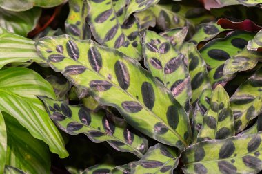 Calathea Lancifolia yapraklarının detaylı bir yakın çekimi, yemyeşil desenlerini ve koyu oval işaretlerini sergiliyor, yemyeşil, doğal yeşillik.