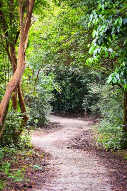 A peaceful dirt trail winds through a dense, vibrant green forest. Featuring lush foliage and sunlight filtering through trees, it's perfect for nature, travel, and wellness themes.