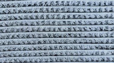 soyut mavi buzullar paralel çizgilerde soğuk metal yüzeyde kışı, soğuk ve karmaşık buz kalıplarını ve dingin duvar kâğıdı ya da minimalist afiş arkaplanı için yumuşak ruhani ışıltıyı yakalıyorlar.