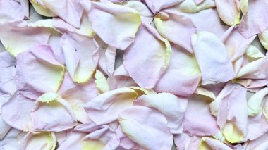 Dağınık pembe gül yaprakları kremsi sarı uçlu. Yumuşak, doğal, sağlıklı bir atmosferi çağrıştırıyor.