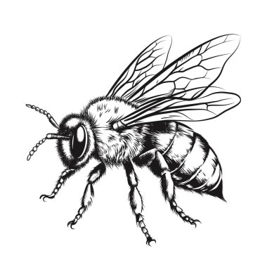 Cob çizim vektörüne el çizimi mısır, Cob Renklendirme sayfasına mısır.