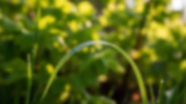 Canlı yeşil bir yaprağa yapışmış bir çiğ damlasının makro görüntüsü, sabahın sıcak, altın ışığında yıkanmış..