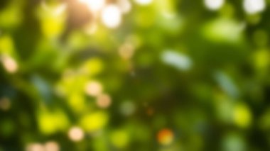 Yumuşak yeşil bokeh arkaplanı ve güneş ışığı parlamaları.