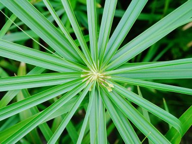 Yeşil bir bitkinin yakın çekimi.