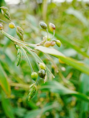 Yeşil yapraklı bir bitkinin yakın çekimi