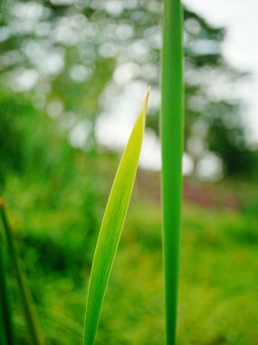 Bulanık bir geçmişi olan yeşil bir fabrikaya yakın plan.