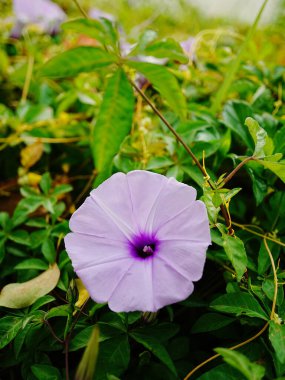 Bahçede büyüyen mor bir çiçek