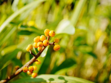 Ağaçtaki bir demet sarı dut