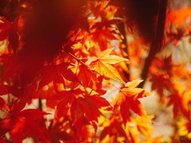 Kırmızı yapraklı bir ağaca yakın çekim