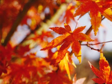 Yaprakları olan bir ağacın yakın çekimi.