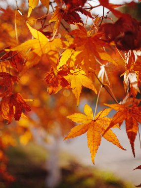 Yaprakları olan bir ağacın yakın çekimi.