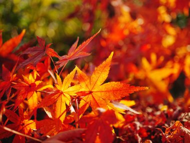 Bir demet kırmızı ve sarı yaprak