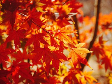 Kırmızı yapraklı bir ağaca yakın çekim