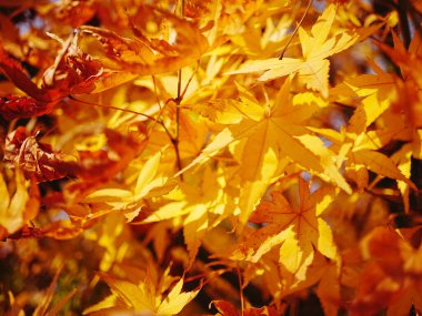 Sarı yapraklı bir ağaca yakın çekim